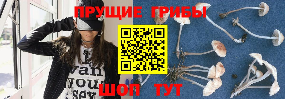 Галлюциногенные грибы Psilocybe Ефремов